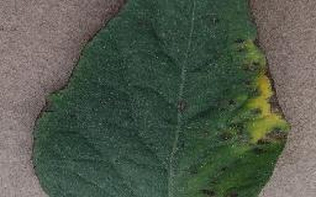 Bacterial diseases