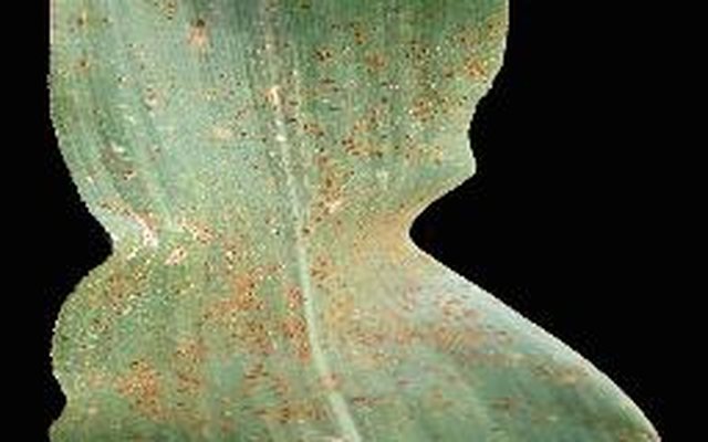 Fungal diseases