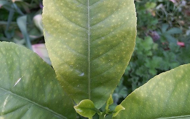 Nutrient deficiency