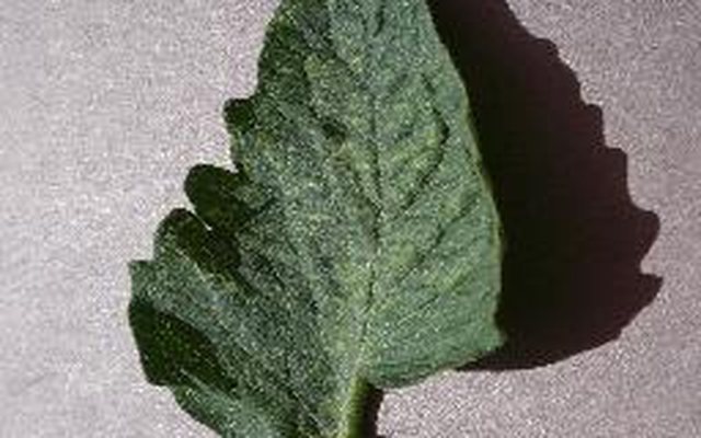Pests and insects